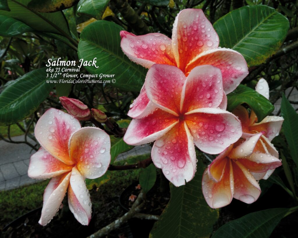 JJ Carnival – Salmon Jack plumeria photo