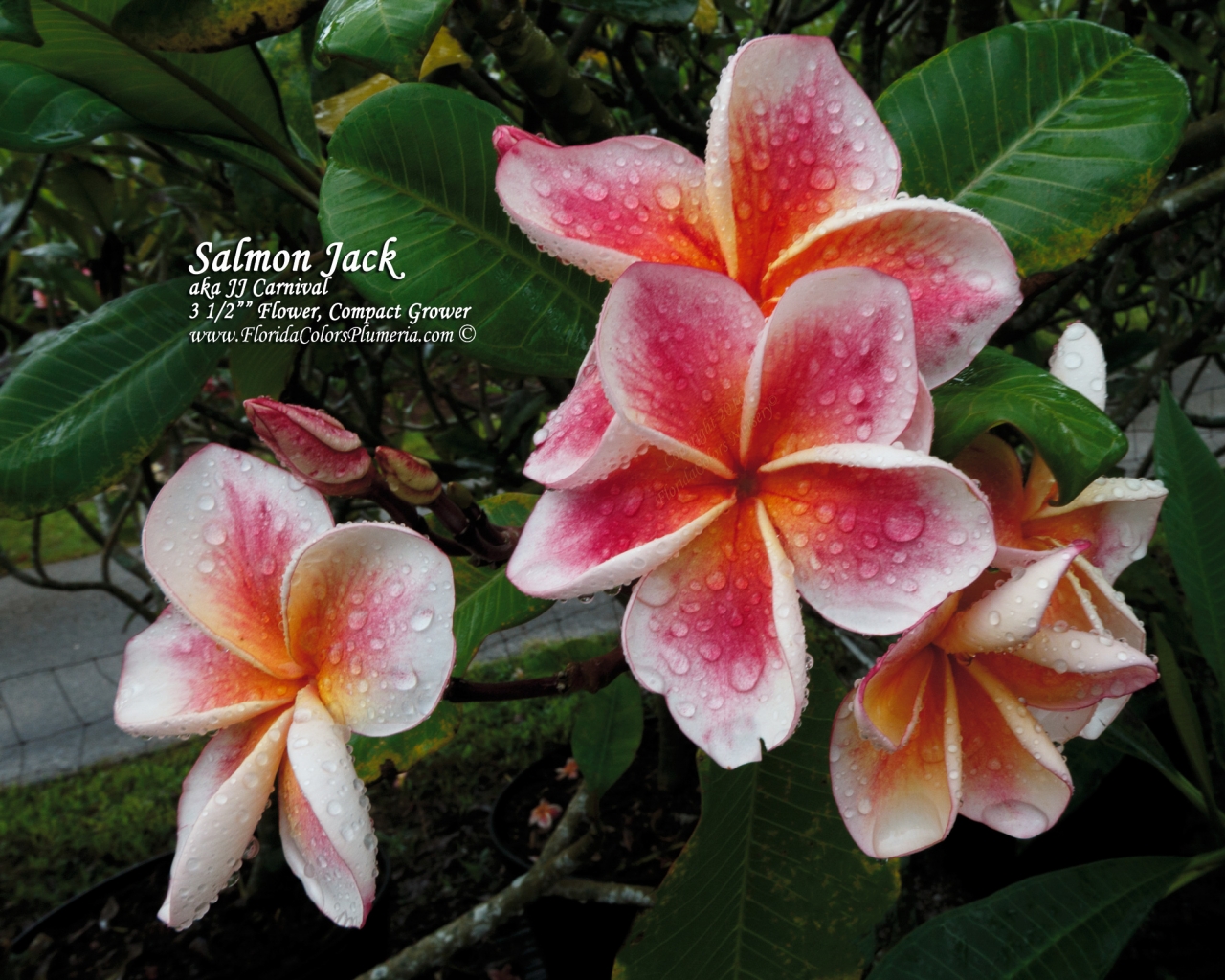 JJ Carnival - Salmon Jack plumeria photo