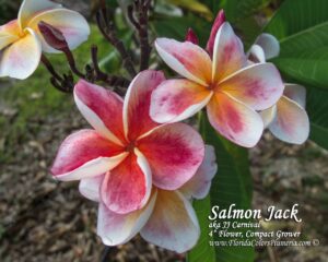 JJ Carnival - Salmon Jack plumeria photo