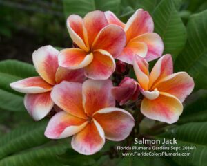 JJ Carnival - Salmon Jack plumeria photo