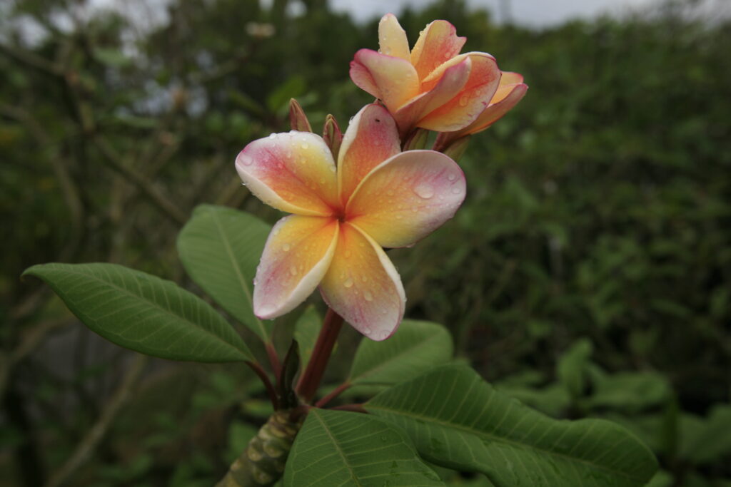 Salmon Jack JJ plumeria photo