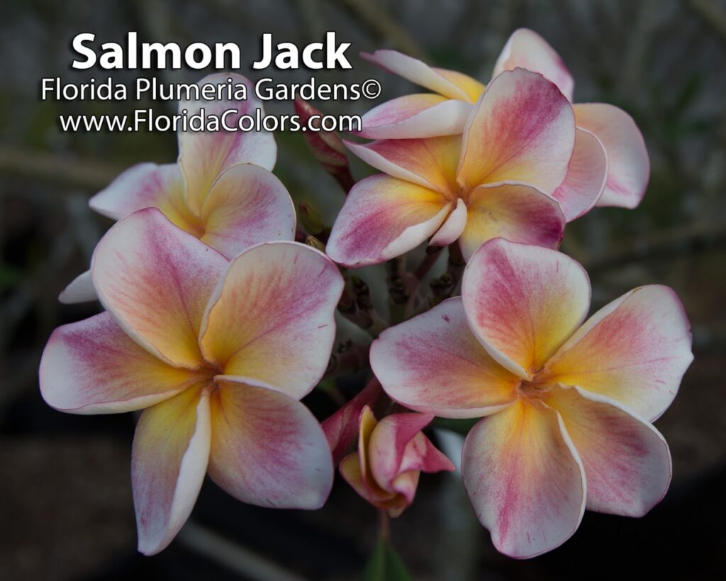 JJ Carnival – Salmon Jack plumeria photo