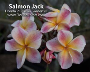 JJ Carnival - Salmon Jack plumeria photo