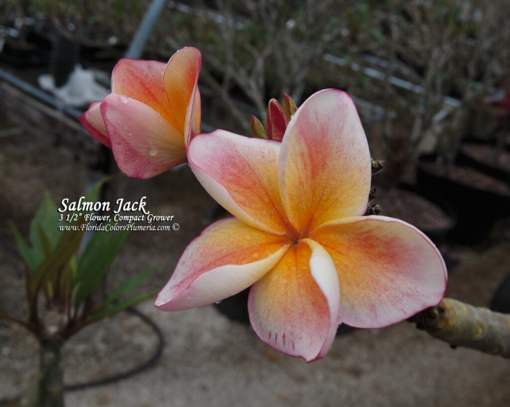 JJ Carnival – Salmon Jack plumeria photo