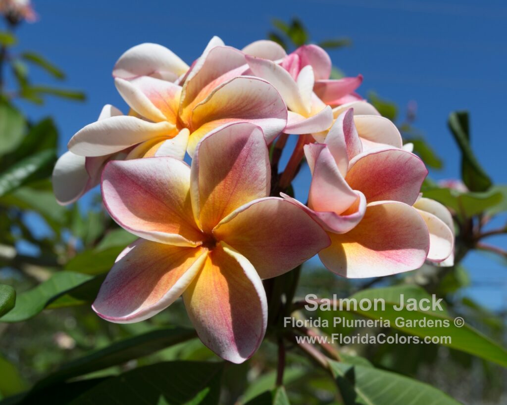 JJ Carnival – Salmon Jack plumeria photo