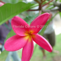 Rose Red photo preview