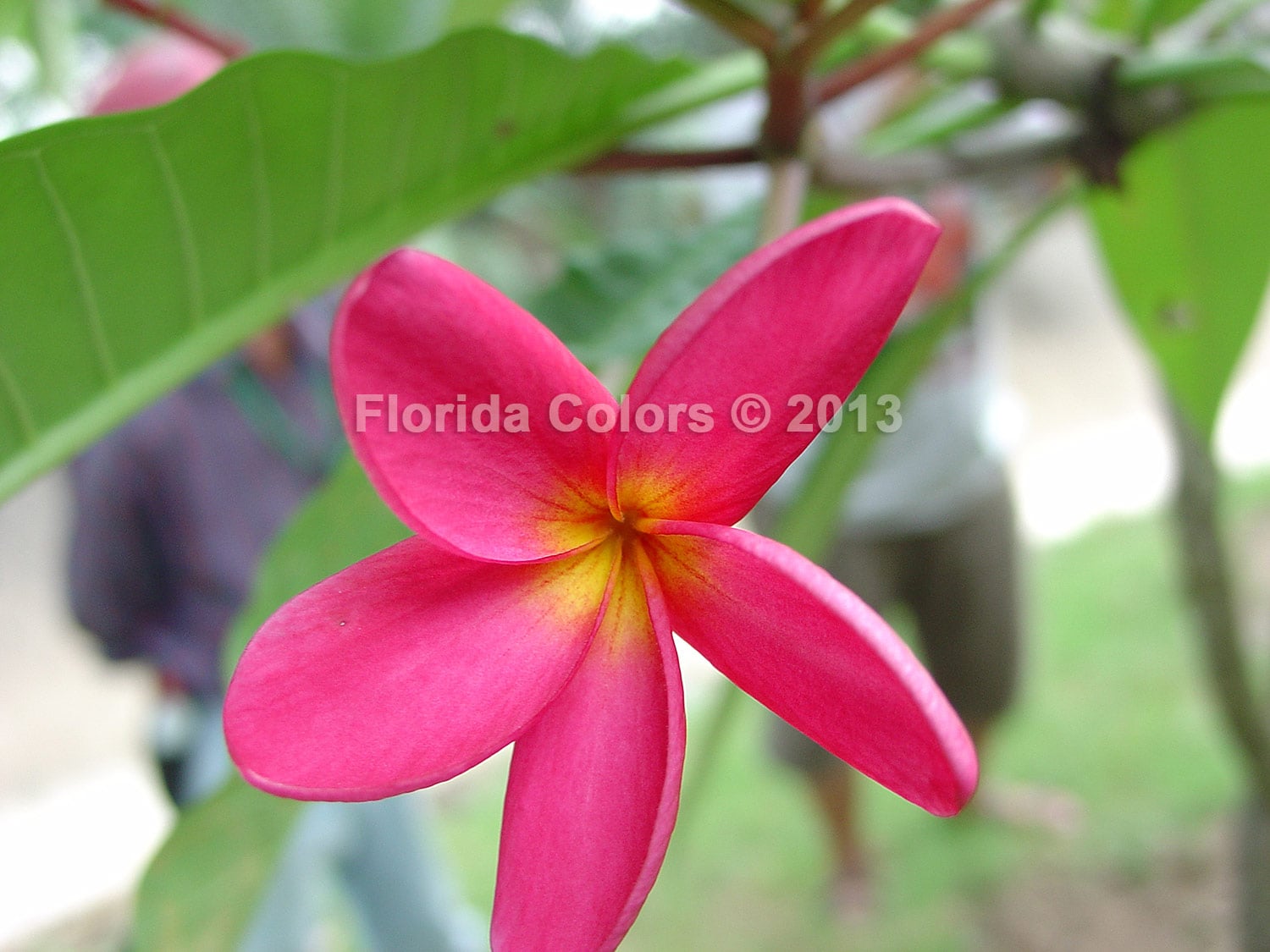 Salsa plumeria photo
