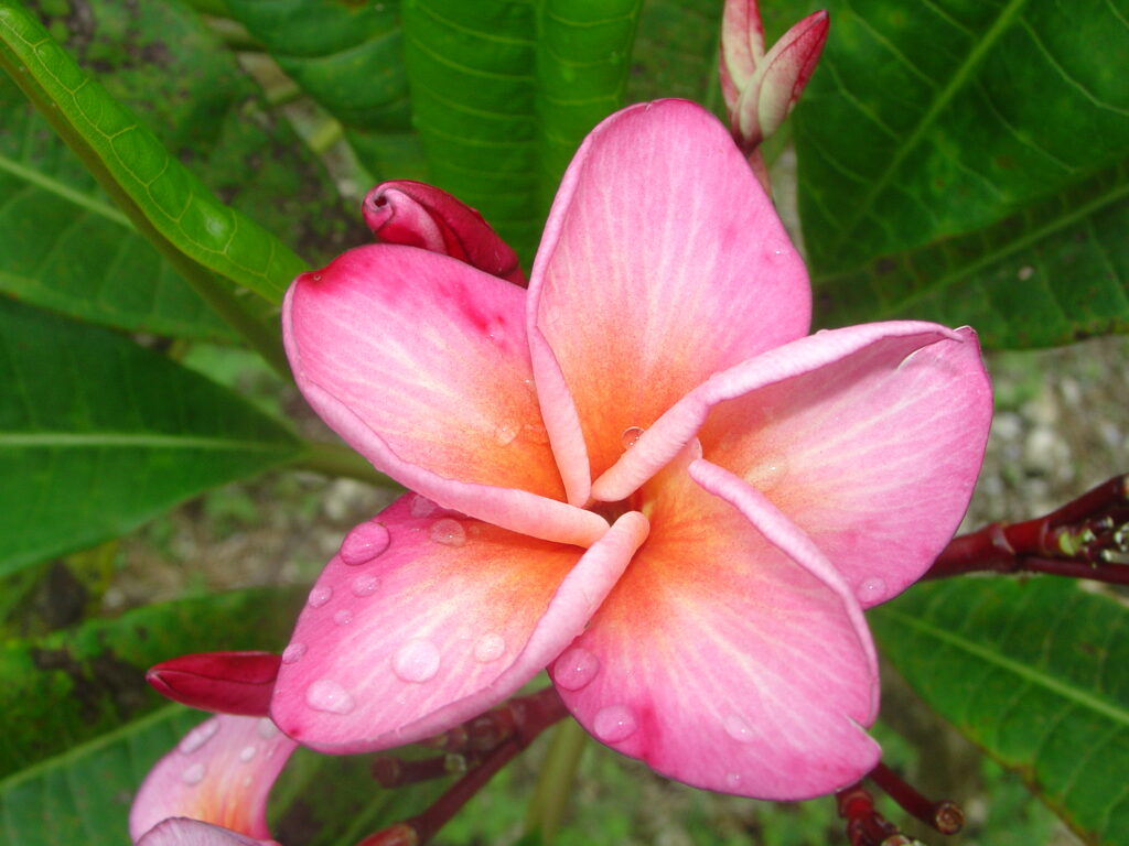 San Diego Sunset plumeria photo