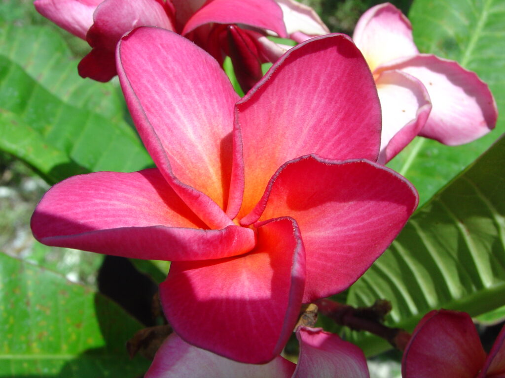 San Diego Sunset plumeria photo