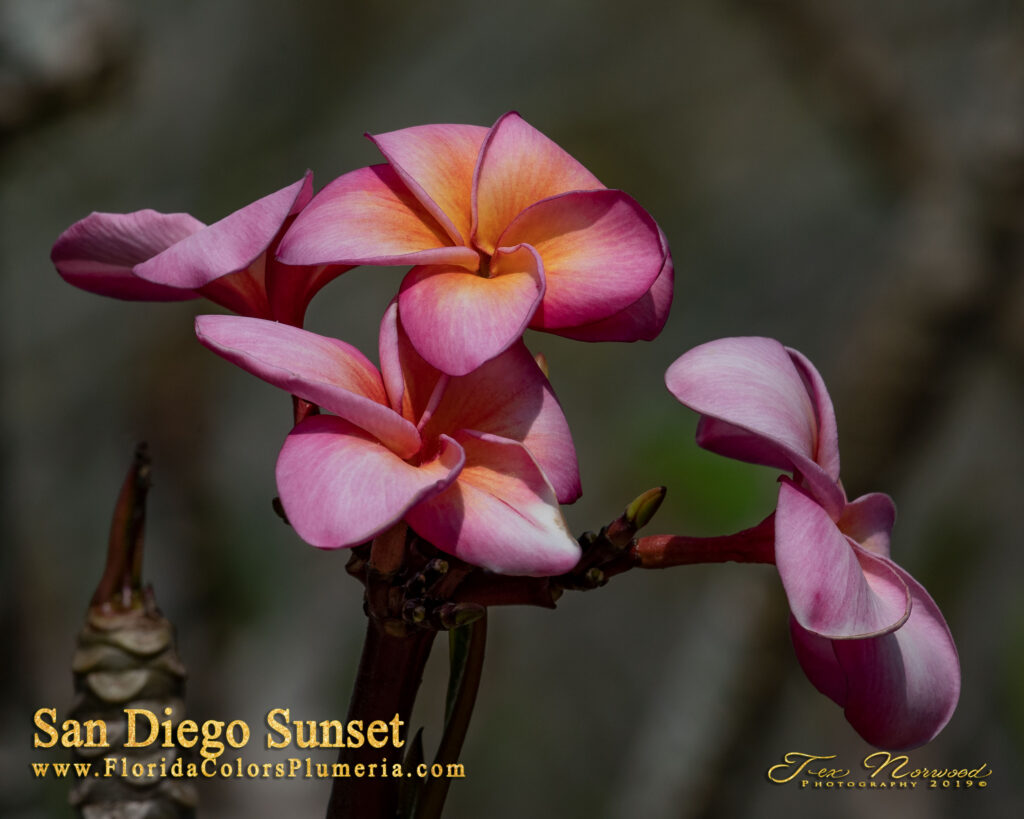 San Diego Sunset plumeria photo