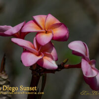 San Diego Sunset photo preview