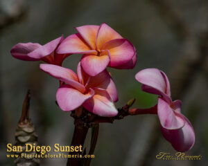 San Diego Sunset plumeria