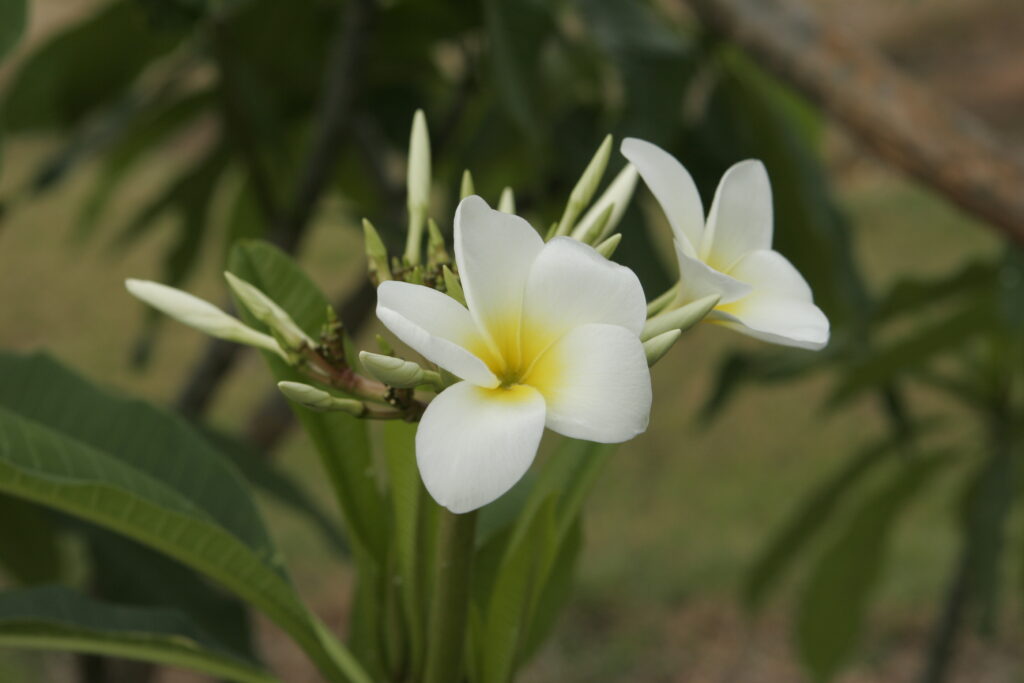 San Germain plumeria photo