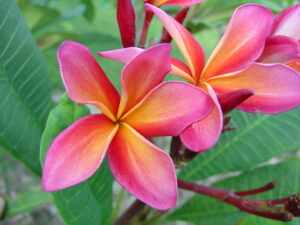 San Miguel plumeria