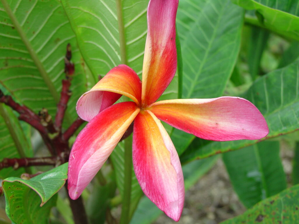 San Miguel plumeria photo