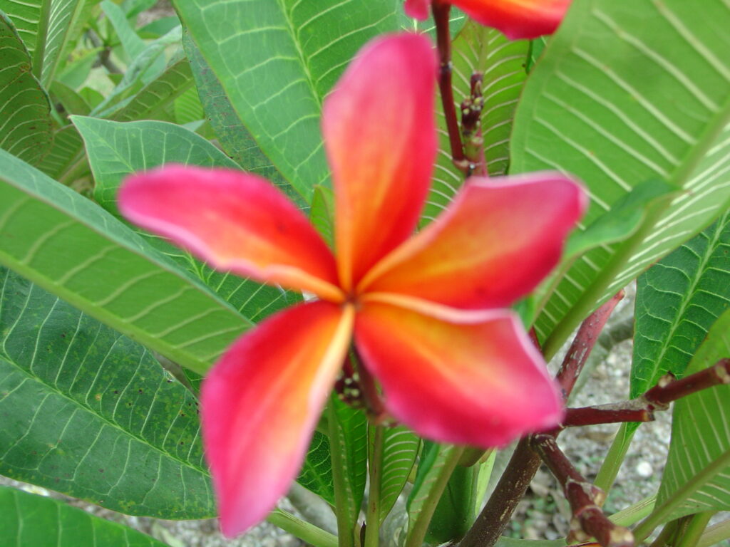San Miguel plumeria photo
