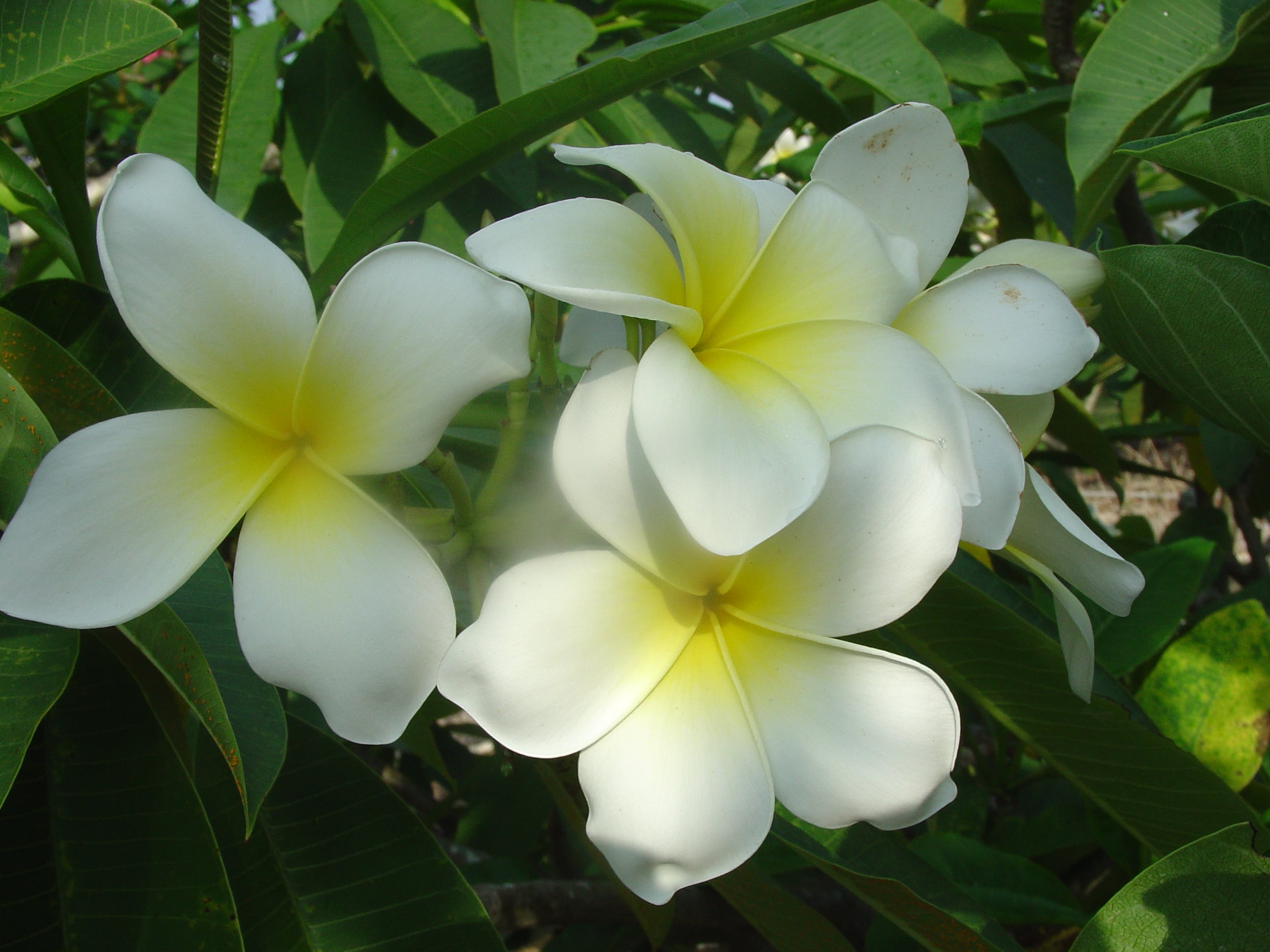San Pedro Du Lac plumeria photo