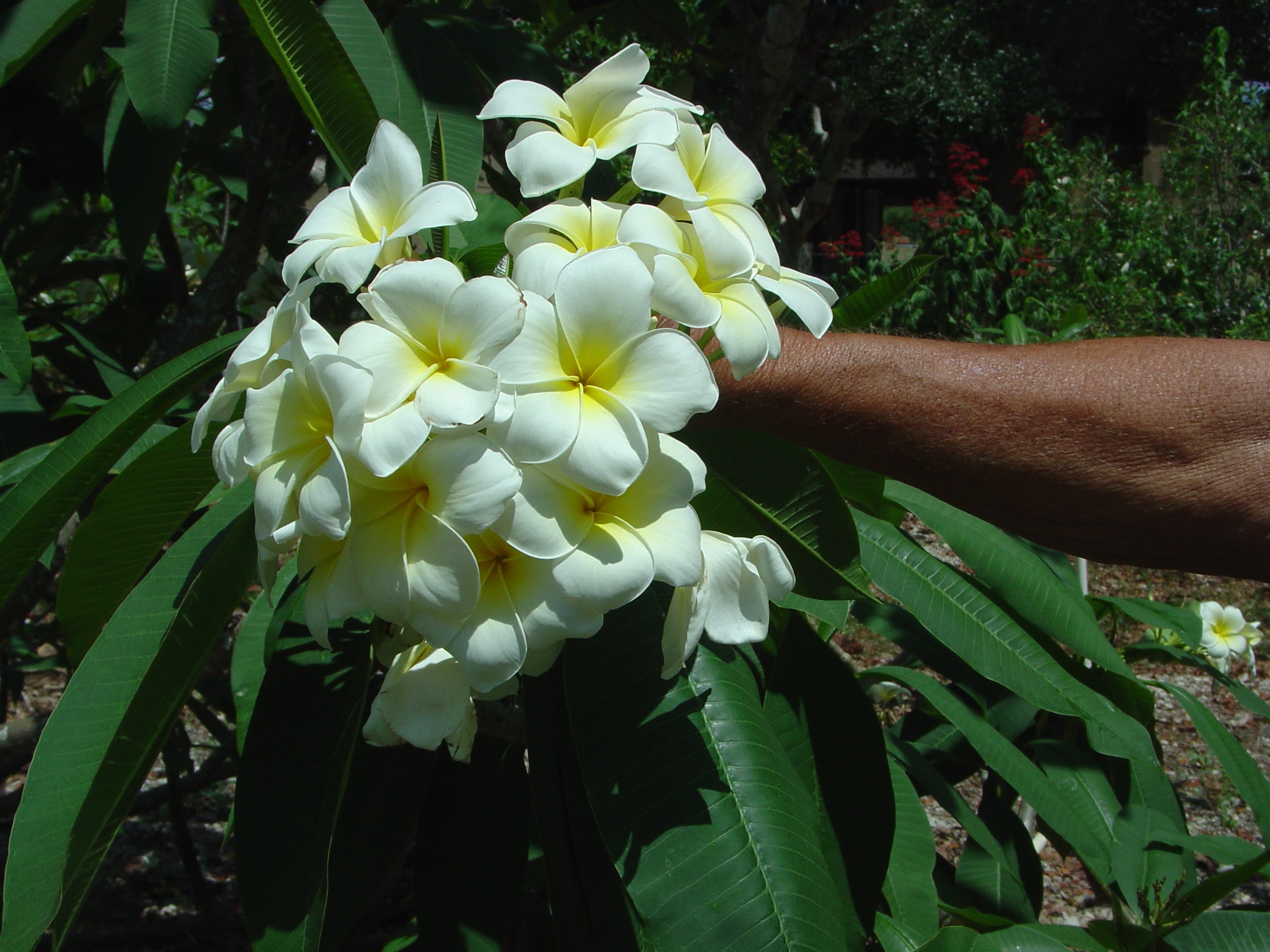 San Pedro Du Lac plumeria photo