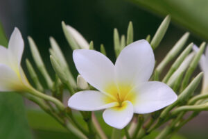 San Germain plumeria photo