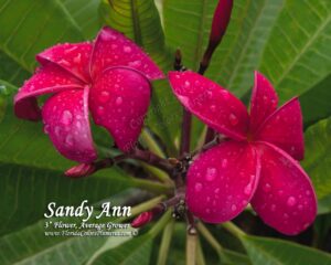 Sandy Ann plumeria photo