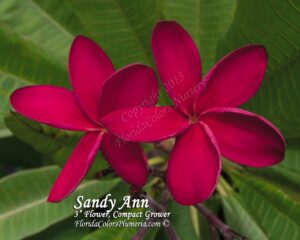 Sandy Ann plumeria photo