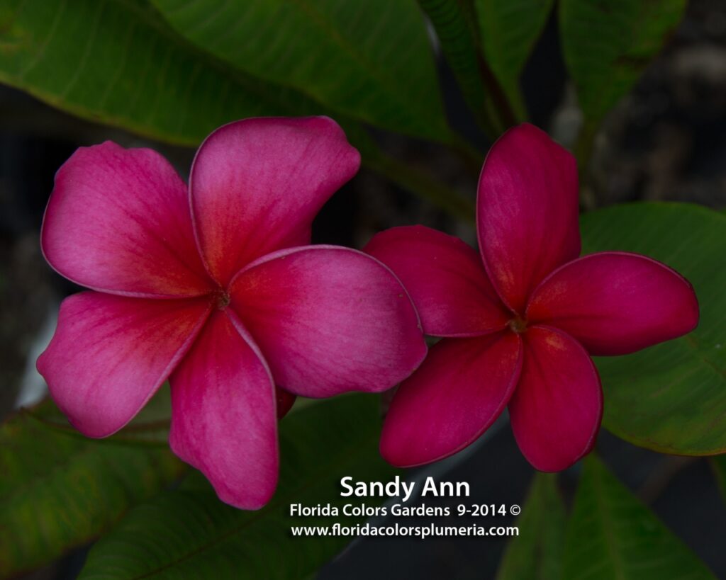 Sandy Ann plumeria photo
