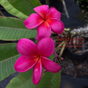 Sandy Ann plumeria photo