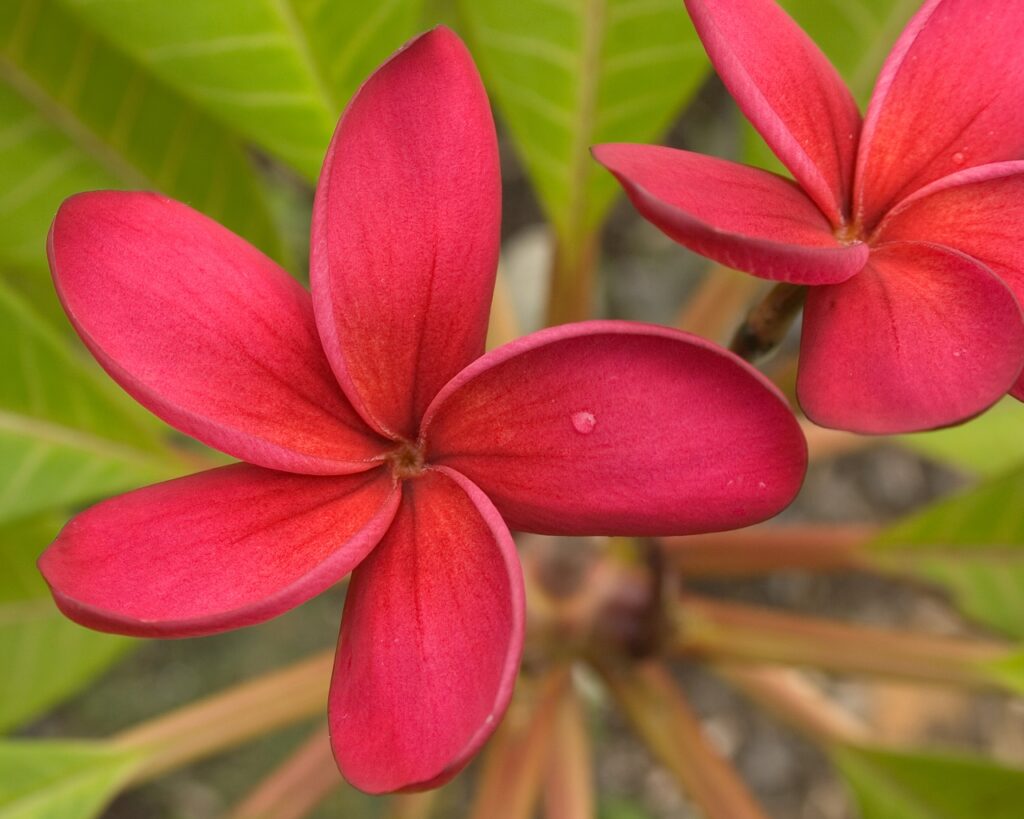 Sandy Ann plumeria photo