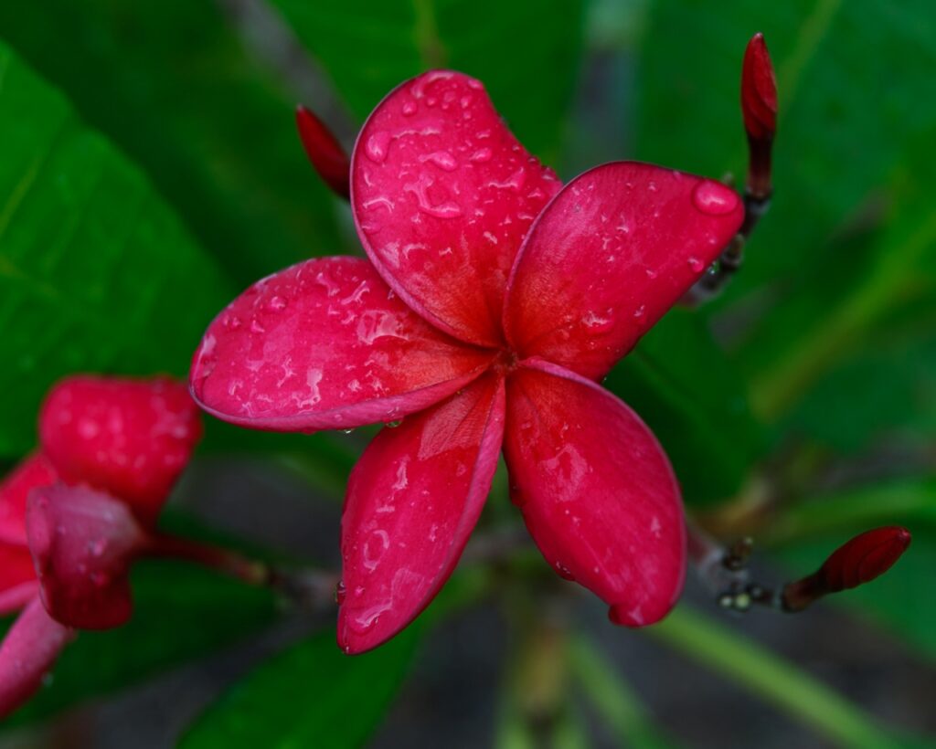 Sandy Ann plumeria photo
