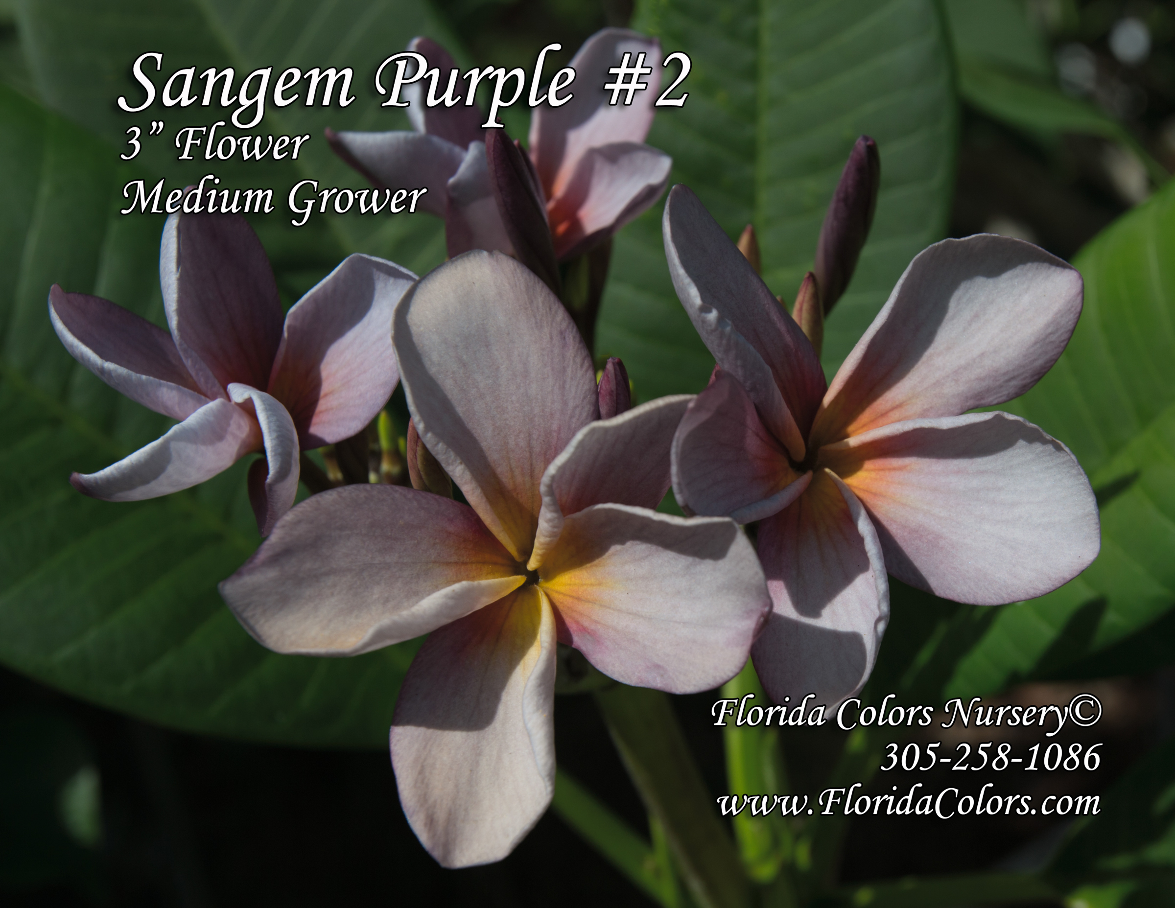Purple Sa Neym plumeria photo