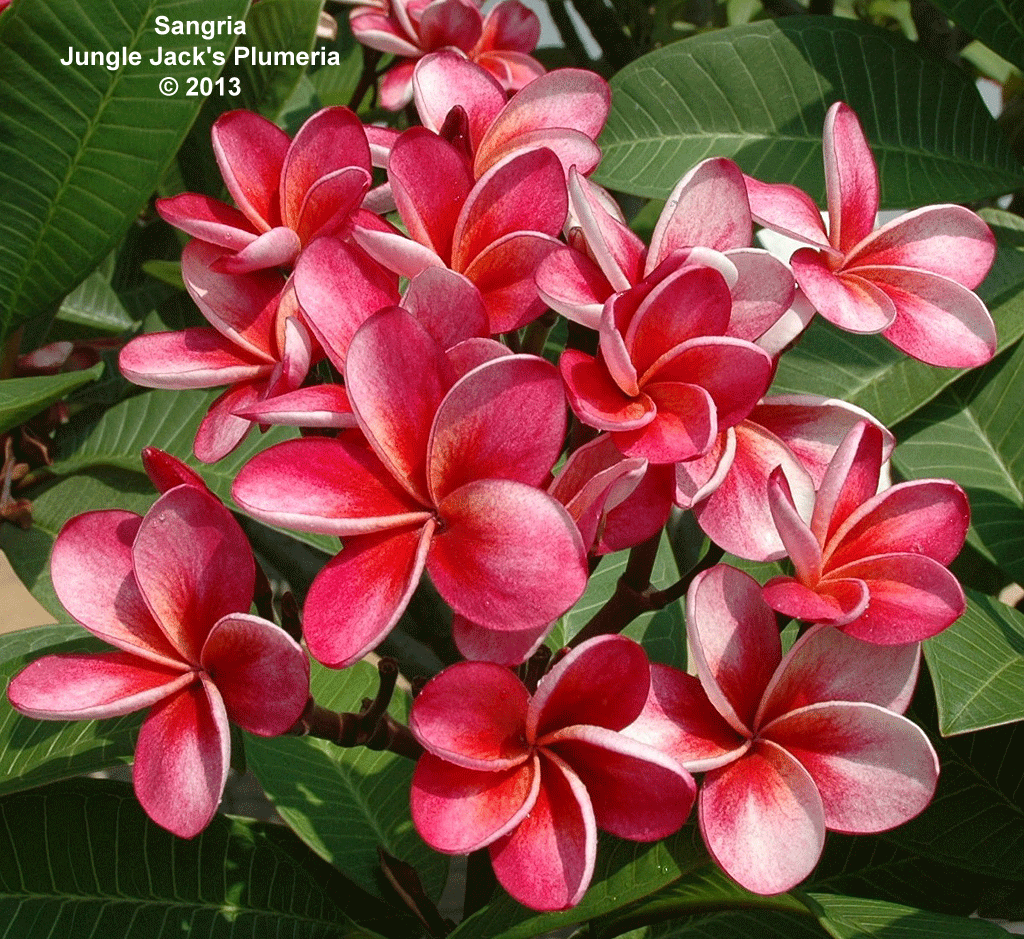 Sangria plumeria photo