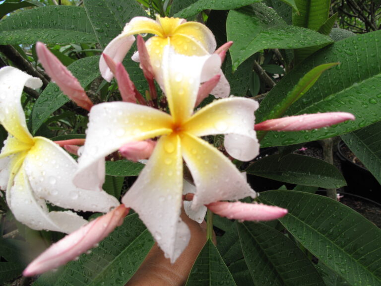 Sariah’s Curly Pink plumeria photo