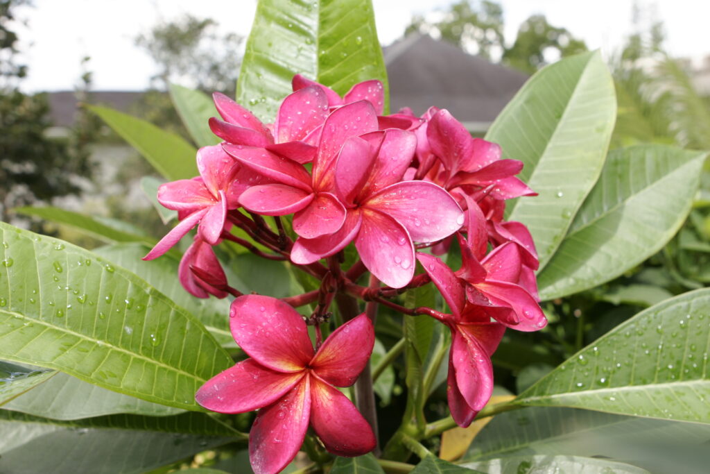 Scarlet Knight plumeria photo