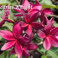Scarlet Knight photo preview