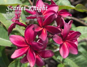 Scarlet Knight plumeria