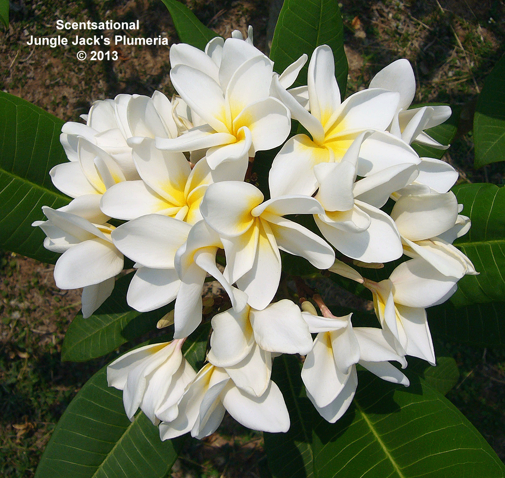 Scentsational plumeria photo