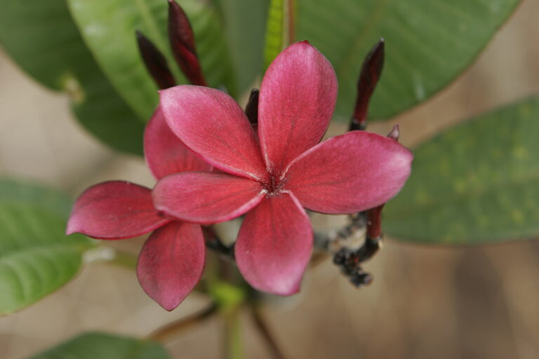 Schmidt Red plumeria photo