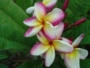 Marion B plumeria photo