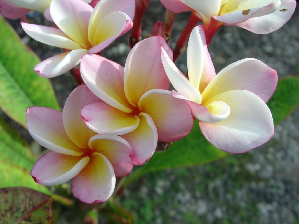 Marion B plumeria photo