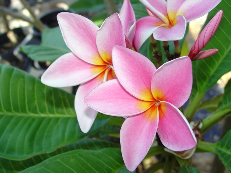 Olympic Gold plumeria photo
