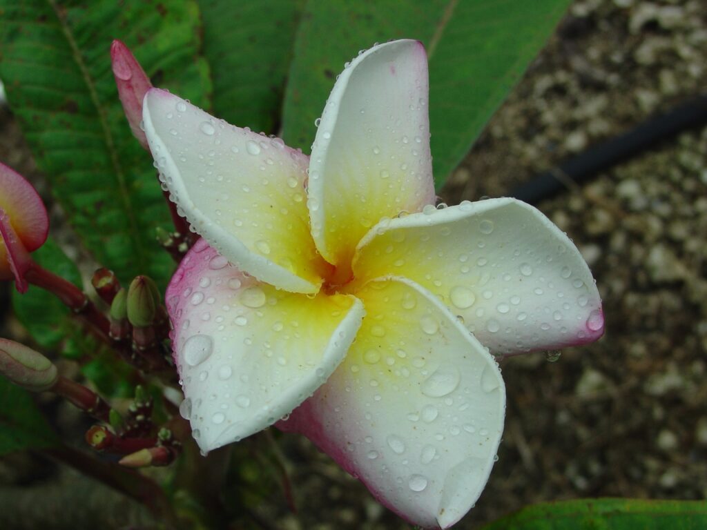 Marion B plumeria photo