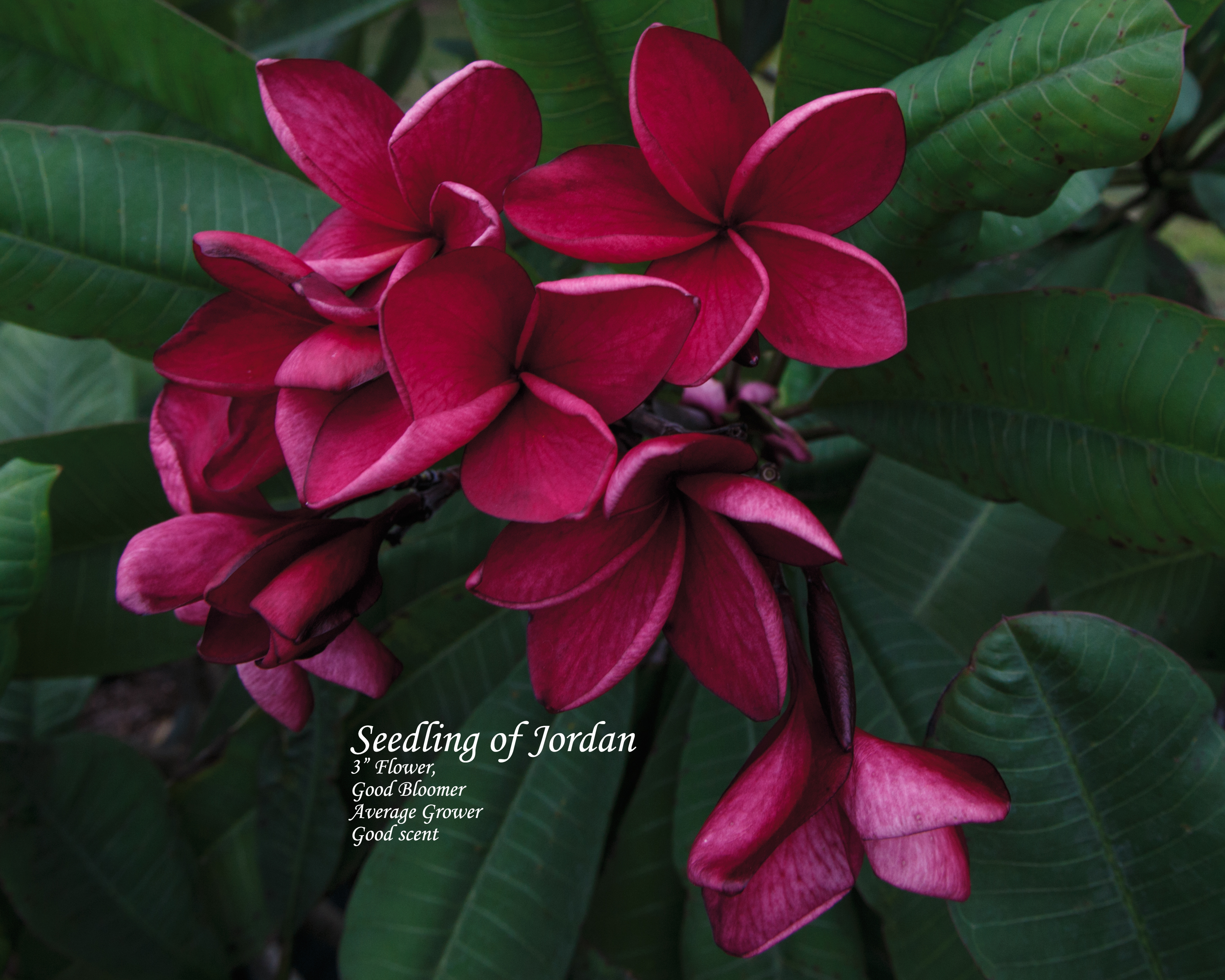 Jordan plumeria photo