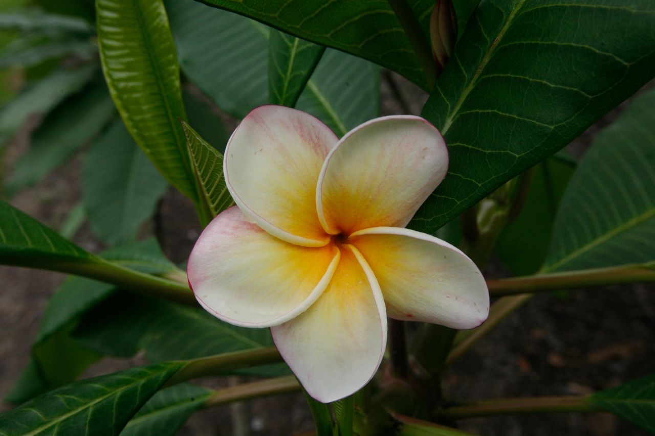 Soffie plumeria photo
