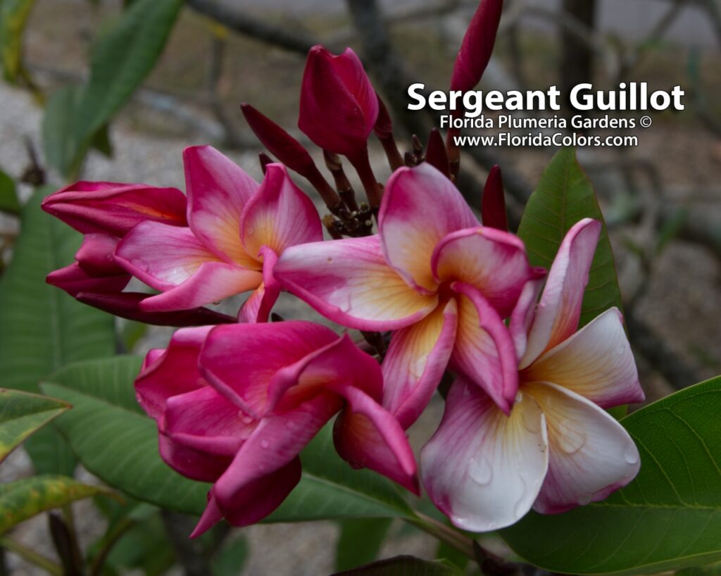 Sergeant Guillot plumeria photo