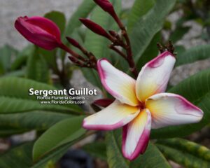 Sergeant Guillot plumeria photo