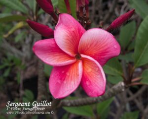 Sergeant Guillot plumeria photo