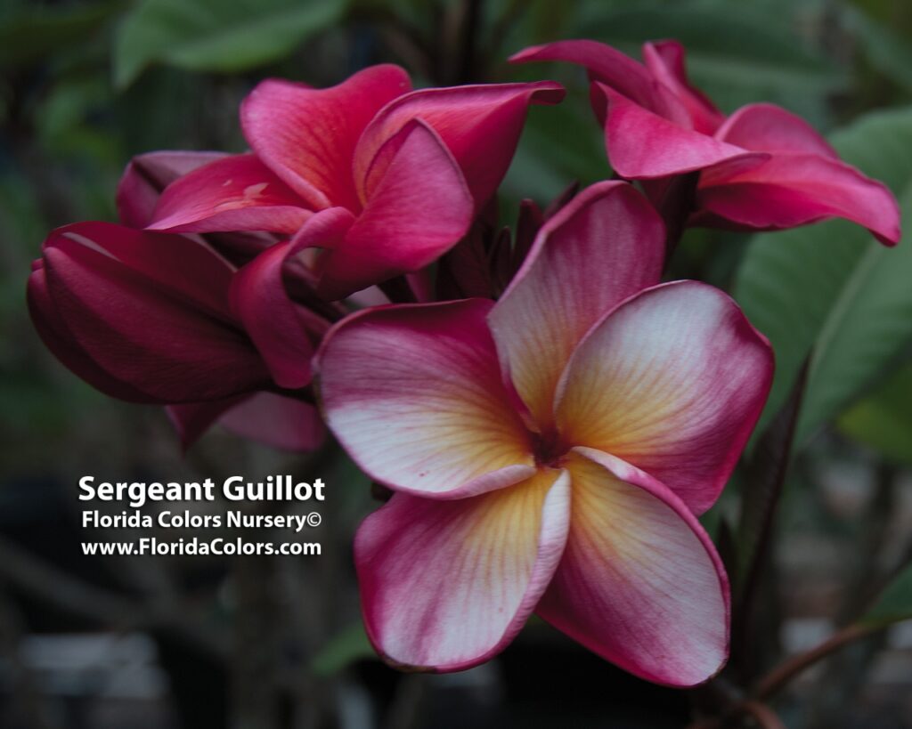 Sergeant Guillot plumeria photo