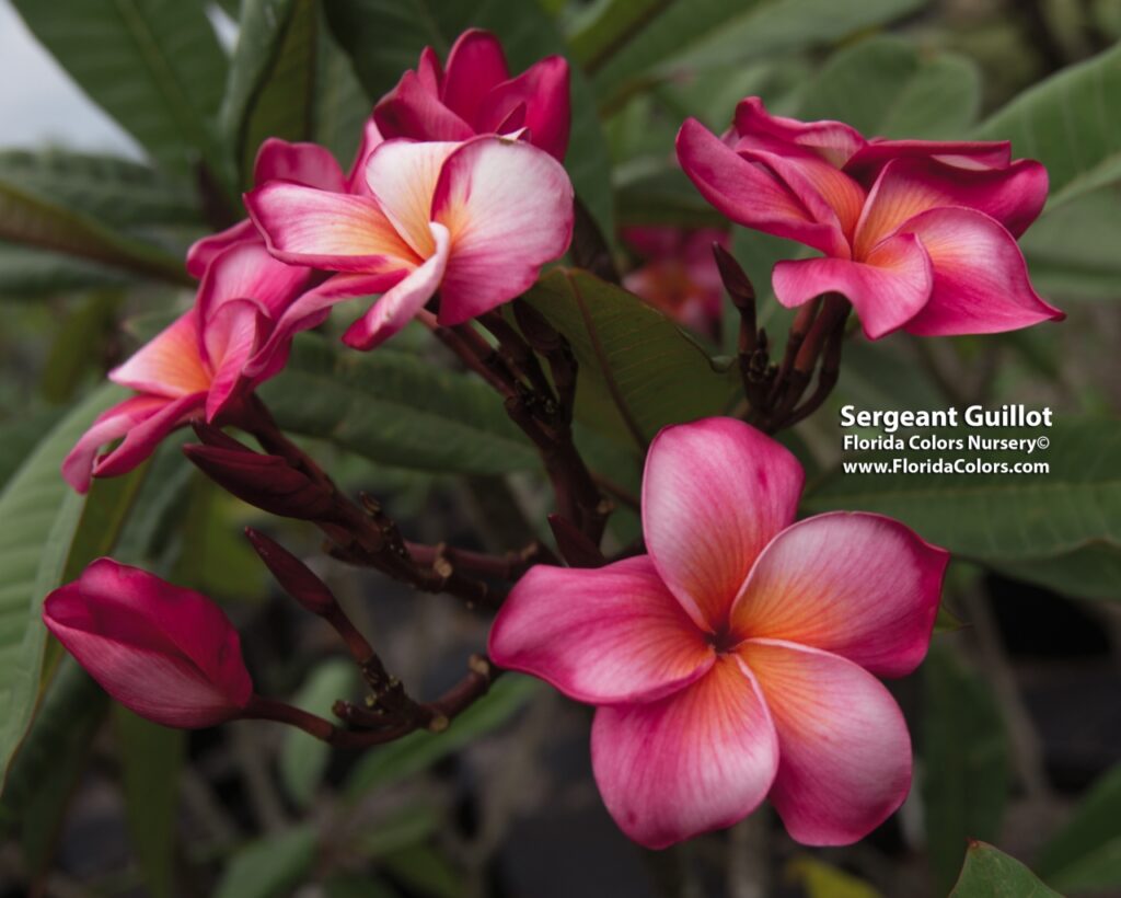 Sergeant Guillot plumeria photo