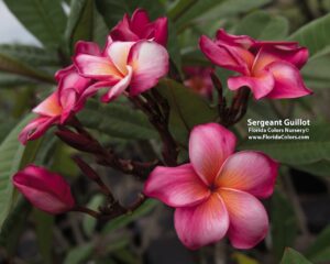 Sergeant Guillot plumeria photo