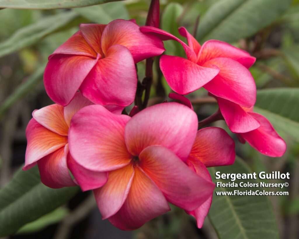 Sergeant Guillot plumeria photo